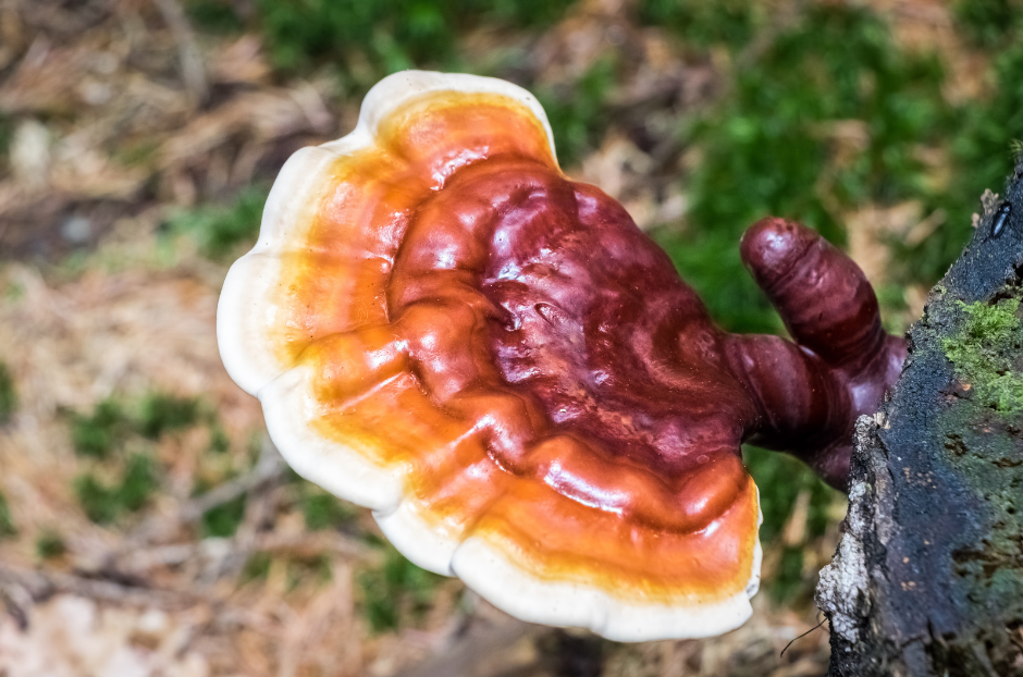 reishi houba